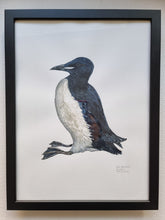 Load image into Gallery viewer, Dw01327 Original Thick-billed murre watercolor