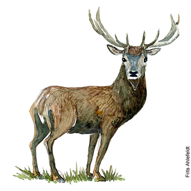 Dw01053 Original A4 Red deer watercolor