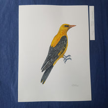 Load image into Gallery viewer, Dw00424 Original Eurasian golden oriole watercolor
