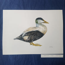 Load image into Gallery viewer, Dw00428 Original Common eider watercolor