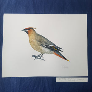 Dw00432 Original Bohemian waxwing watercolor