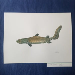 Dw00452 Original Kitefin shark watercolor
