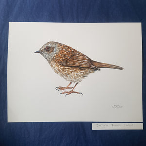 Dw00471 Original Dunnock bird watercolor