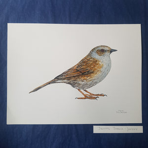 Dw00472 Original Dunnock bird watercolor