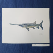 Load image into Gallery viewer, Dw00501 Original Chinese paddlefish watercolor