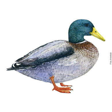 Dw00526 Original Mallard watercolor