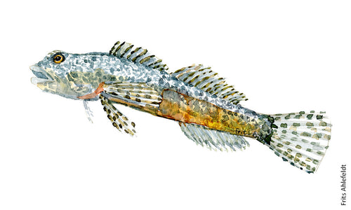 Alpine bullhead freshwater fish watercolor by Frits Ahlefeldt