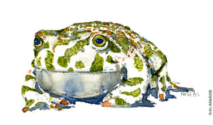 Dw00006 Download Green toad watercolor