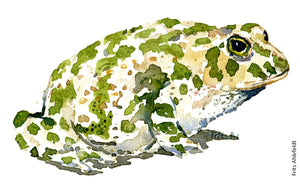 Green toad sideview watercolor by Frits ahlefeldt