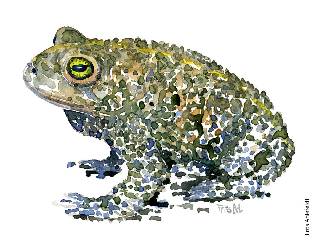 natterjack toad watercolor by Frits Ahlefeldt