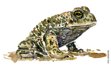 Dw00001 Download Natterjack toad watercolor