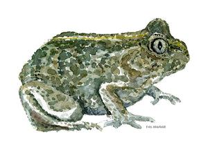 common spade toad watercolor by Frits Ahlefeldt. Akvarel løgfrø