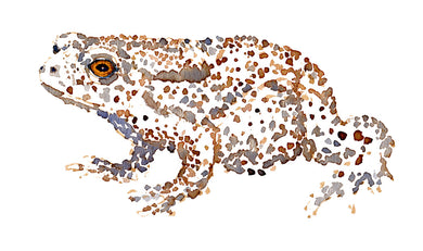 Common Toad sideview watercolor by Frits Ahlefeldt