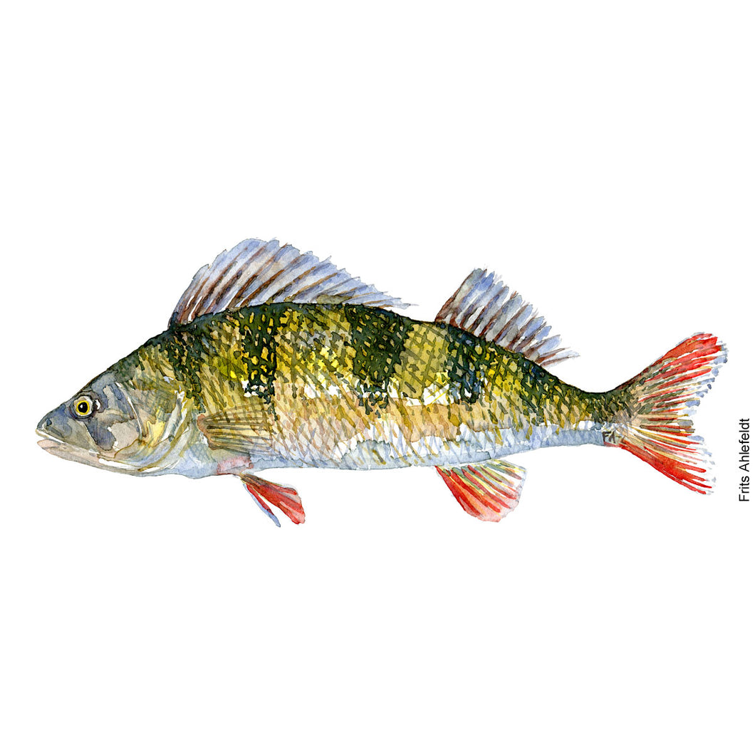 Perch fish ( aborre) fish watercolor by Frits Ahlefeldt