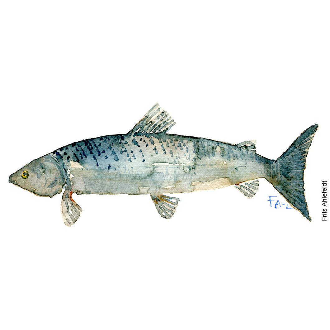Dw00055 Download fish sketch grey watercolor