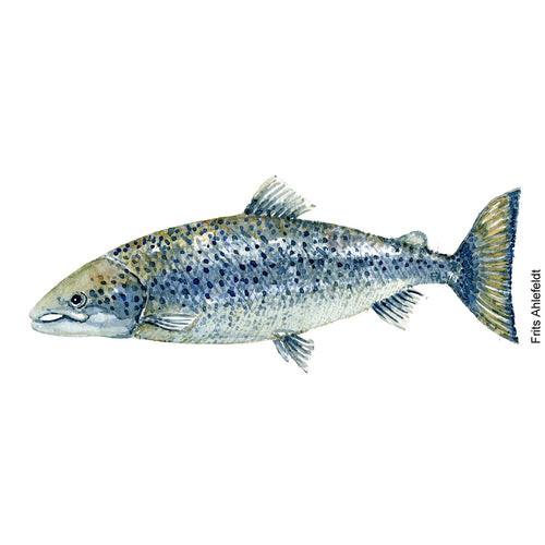 Dw00056 Download salmon Atlantic watercolor