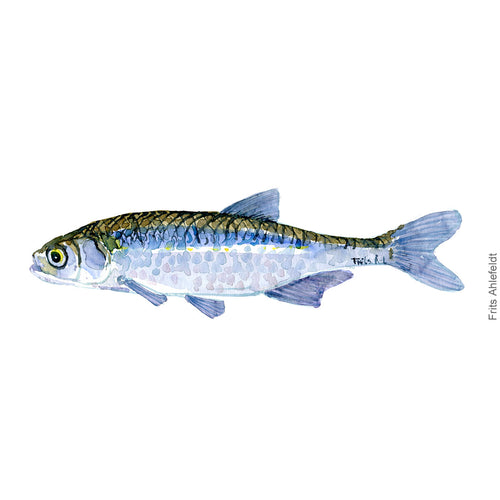 Dw00062 Download Sun Bleak freshwater fish watercolor