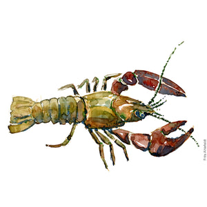 Dw00063 Download Signal crayfish watercolor