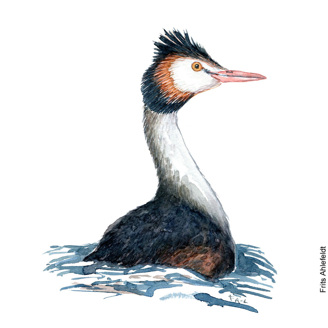 Dw00066 Download Great crested grebe back watercolor