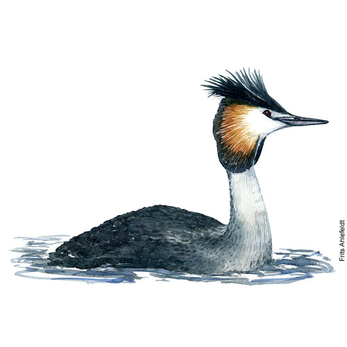 Dw00067 Download Great crested grebe watercolor