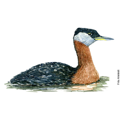Dw00068 Download Red necked grebe watercolor