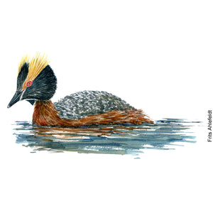 Dw00069 Download Horned grebe watercolor