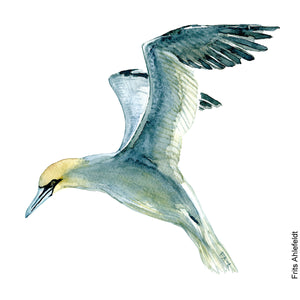 Dw00073 Download Northern gannet bird watercolor