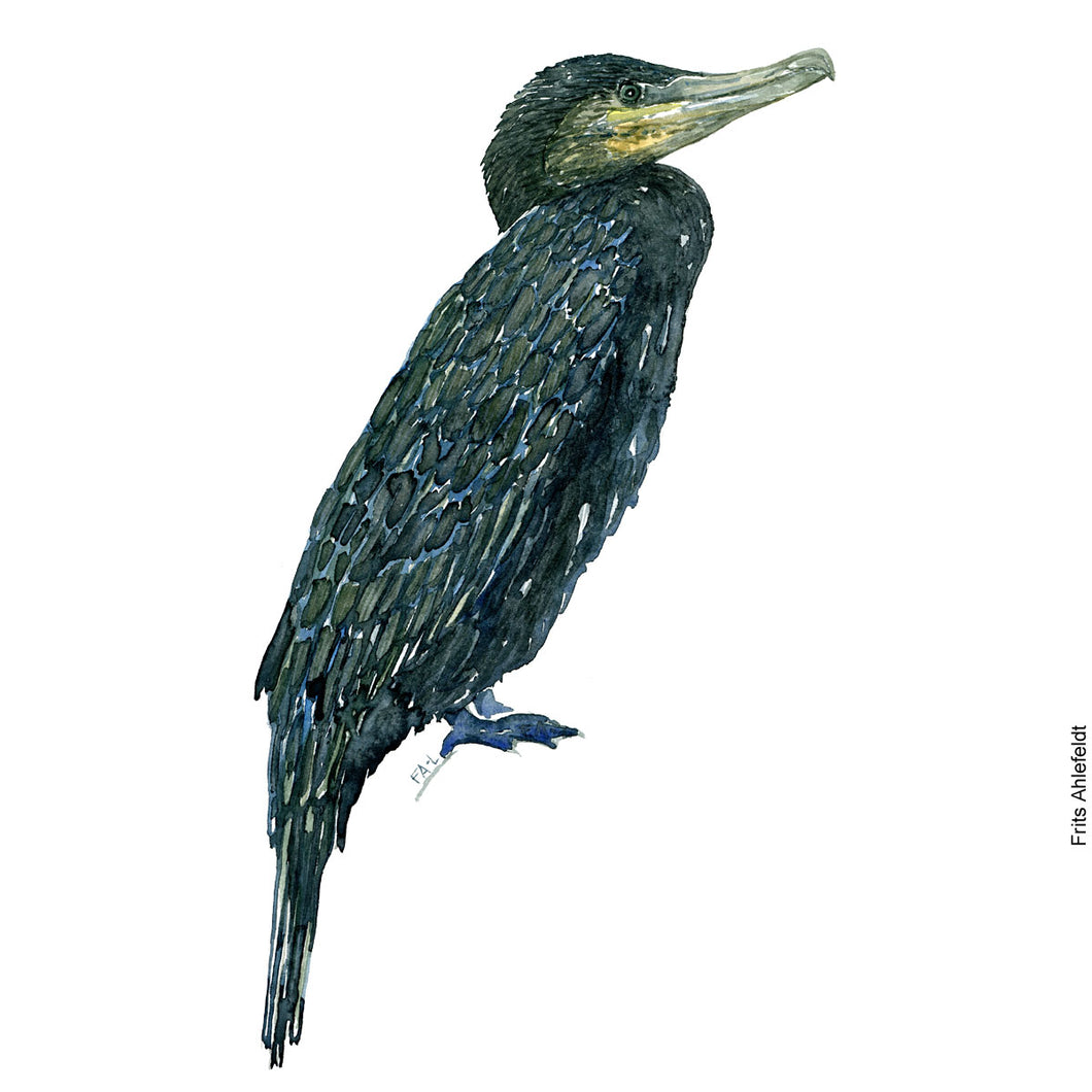 Dw00074 Download Great Cormorant bird watercolor