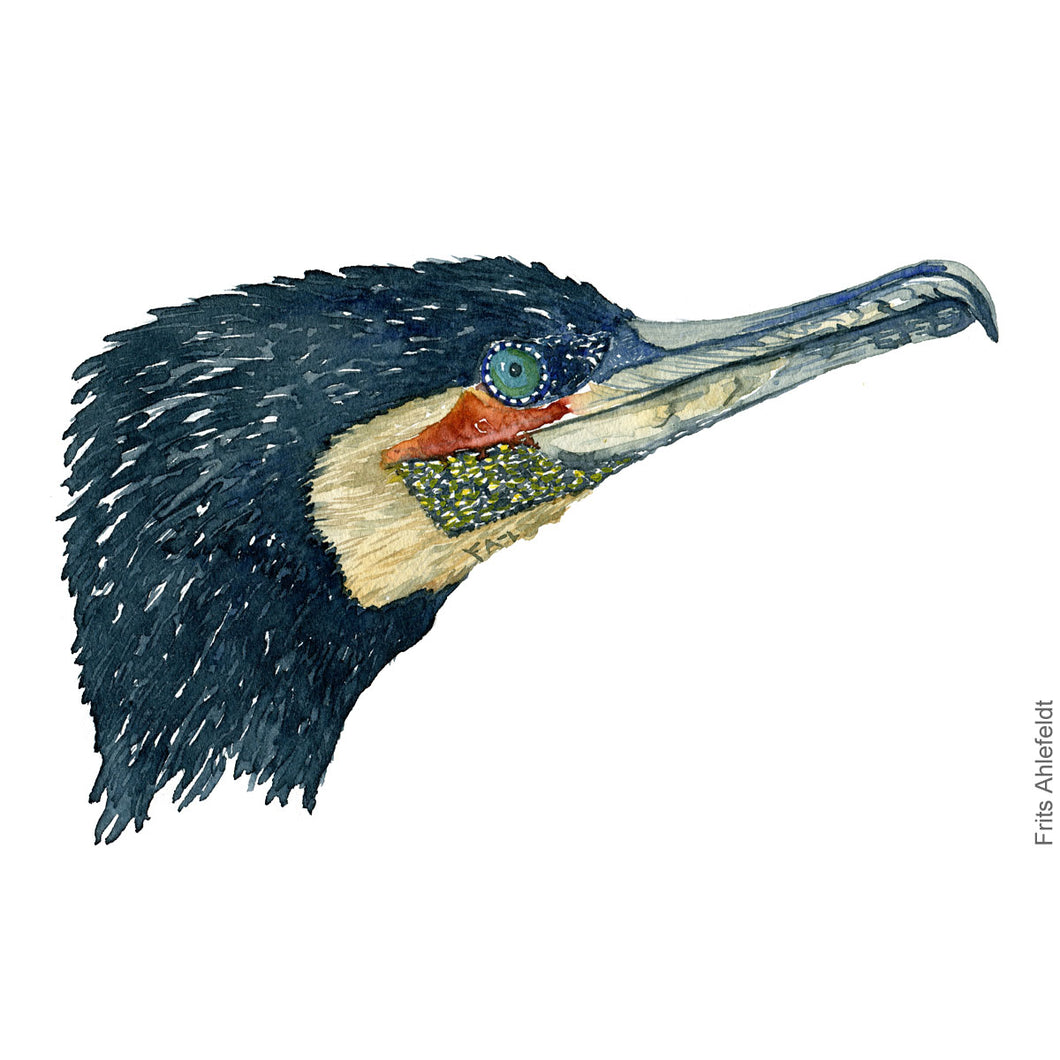 Dw00075 Download Great cormorant bird head watercolor