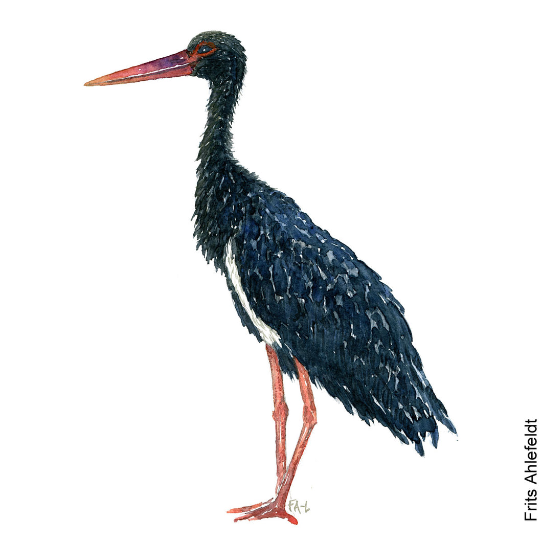 Dw00081 Download Black stork bird watercolor