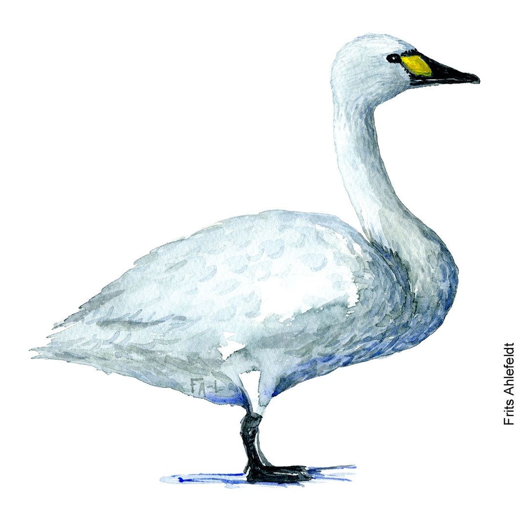 Dw00084 Download Tundra swan bird watercolor