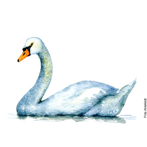 Dw00086 Download Mute Swan bird watercolor