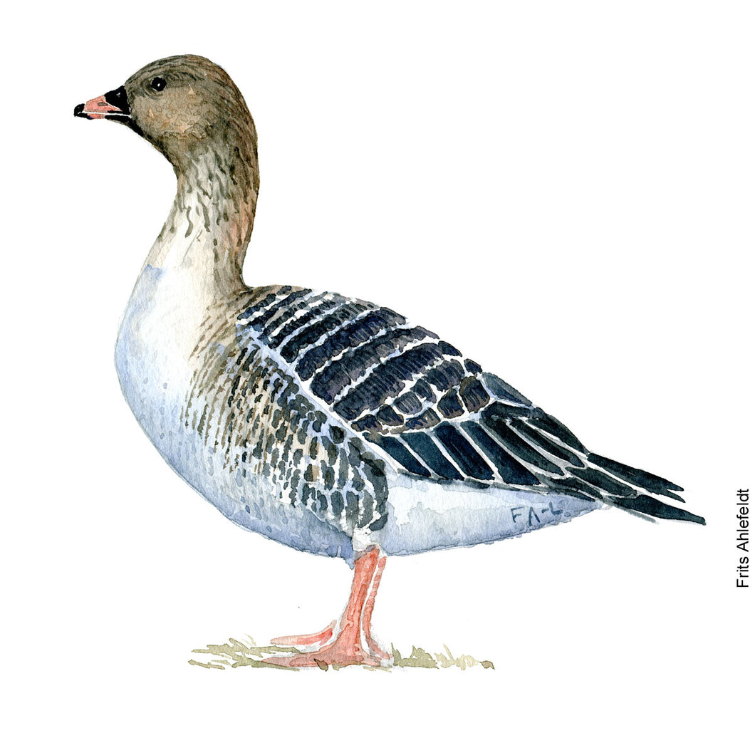 Dw00087 Download Pink footed goose watercolor