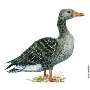 Dw00091 Download Greylag goose bird watercolor