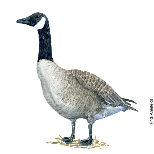 Dw00092 Download Canada goose bird watercolor