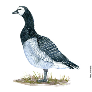 Dw00093 Download Barnacle goose bird watercolor
