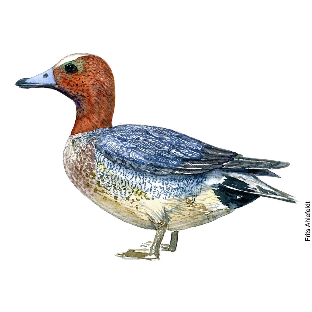 Dw00094 Download Eurasian wigeon bird watercolor