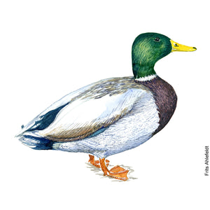 Dw00096 Download Mallard duck bird watercolor
