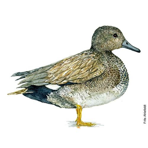 Dw00097 Download Gadwall duck bird watercolor
