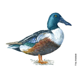 Dw00098 Download Northern shoveler duck bird watercolor