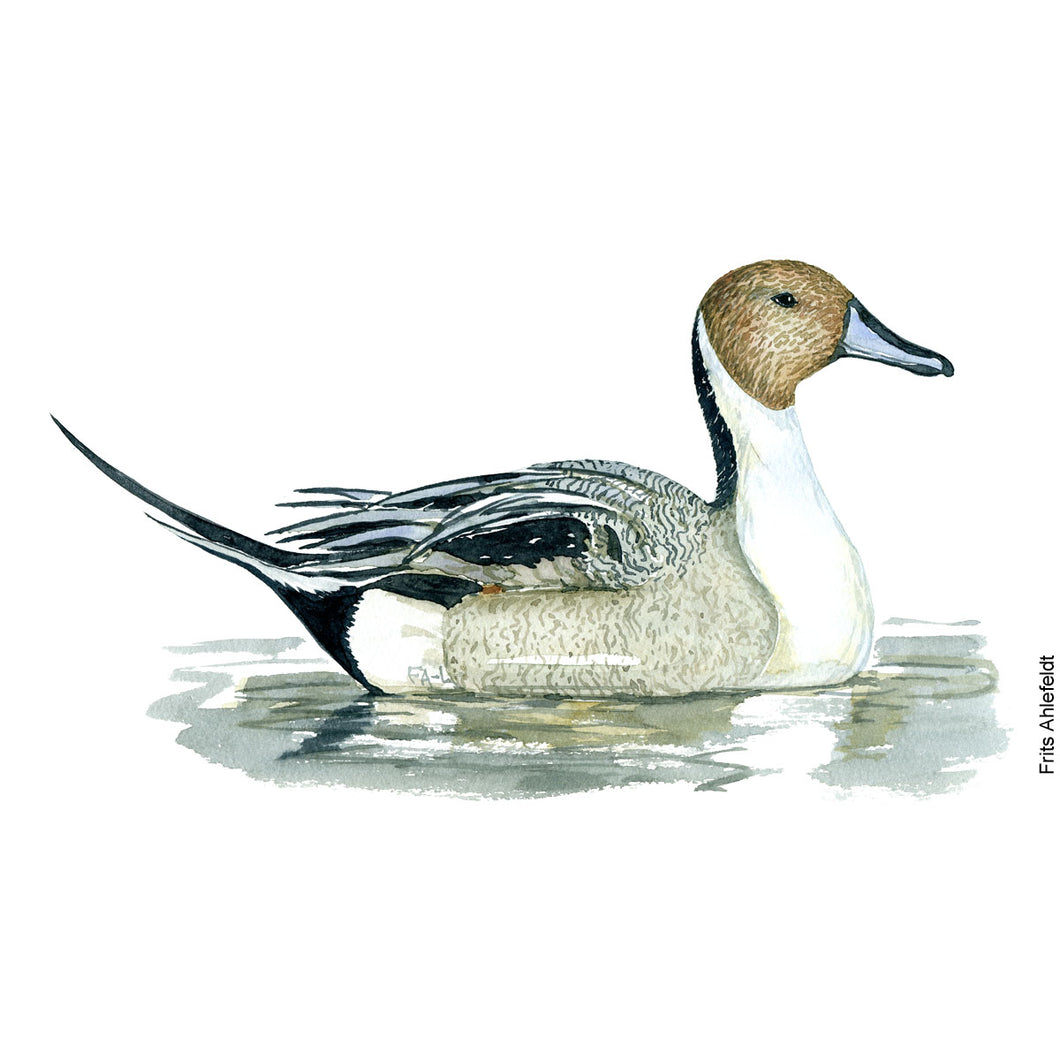 Dw00099 Download Northern pintail duck bird watercolor