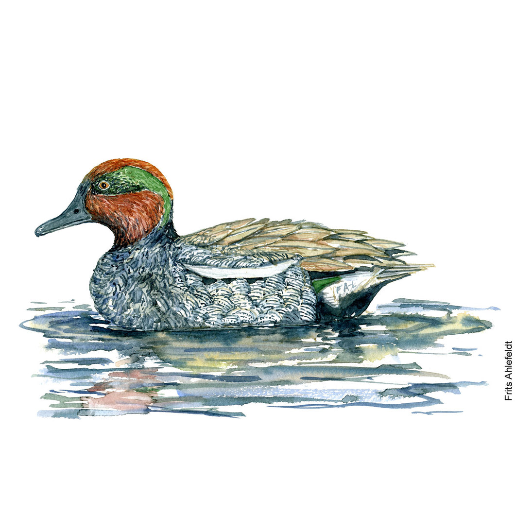 Dw00100 Download Eurasian teal duck bird watercolor