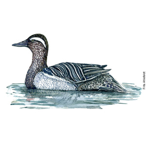 Dw00101 Download Garganey duck bird watercolor