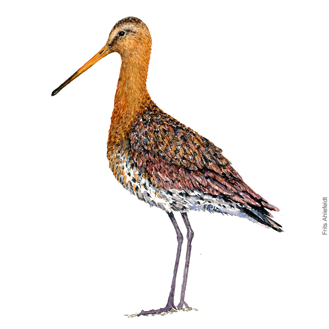 dw00111 Download Black tailed godwit watercolor