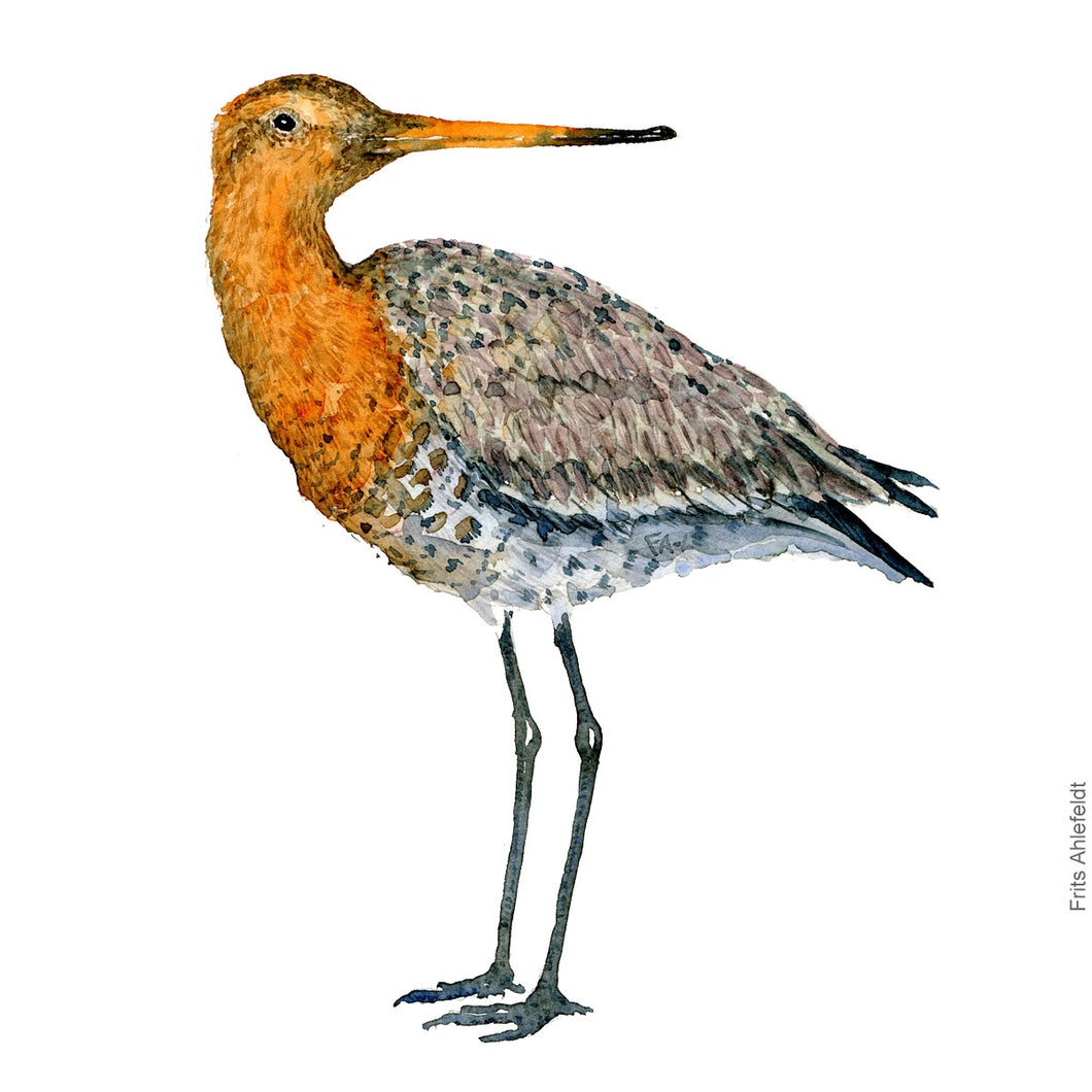 dw00112 Download Black tailed godwit watercolor