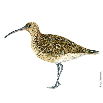 dw00115 Eurasian whimbrel Original watercolor