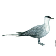 dw00127 Long tailed jaeger Original watercolor
