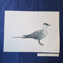 Load image into Gallery viewer, dw00127 Long tailed jaeger Original watercolor