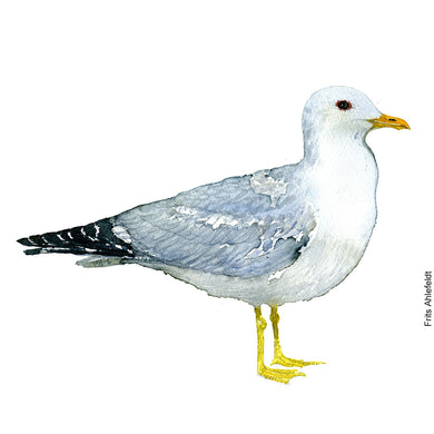 dw00132 Common gull Original watercolor