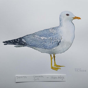 dw00132 Common gull Original watercolor